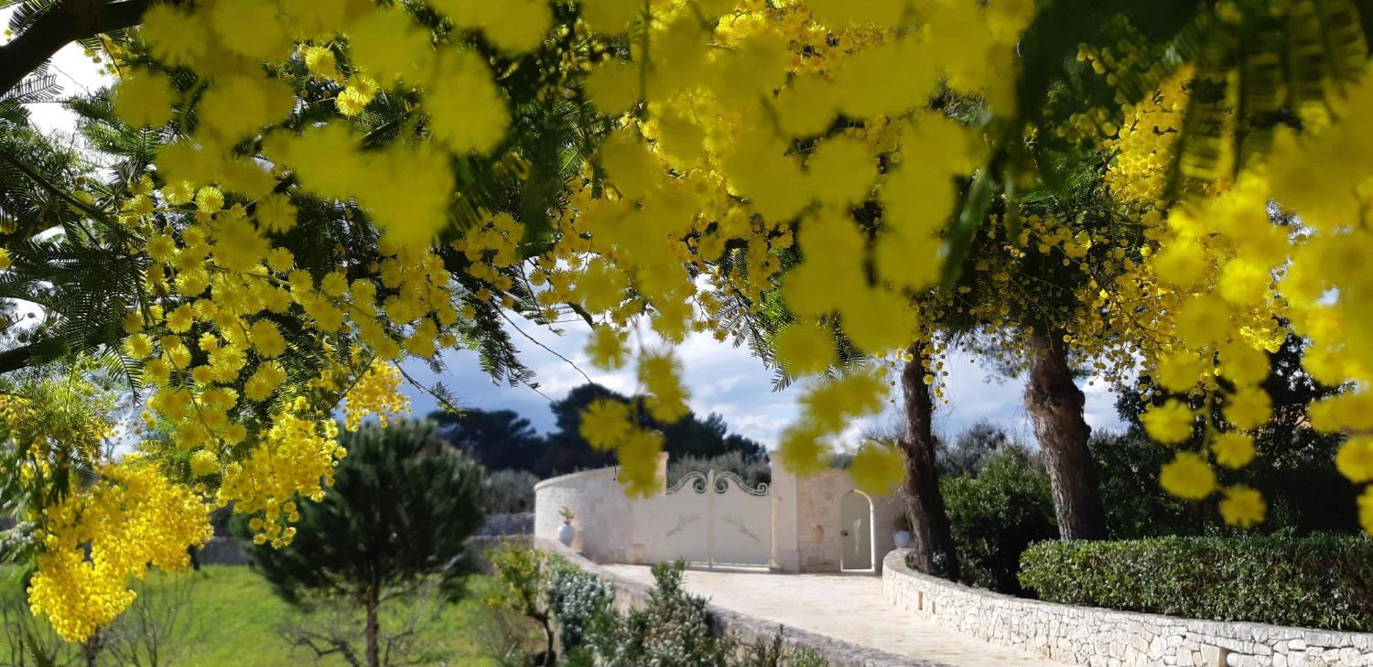 Villa Karmel Valle D'Itria Cisternino Eksteriør bilde